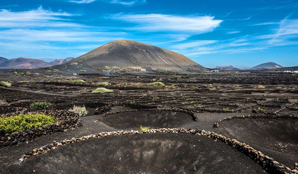 large vineyards near volcanic mountains in Lanzarote, Canary Islands, Spain