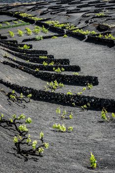 grapes growing in plantation of Lanzarote, Canary Islands, Spain