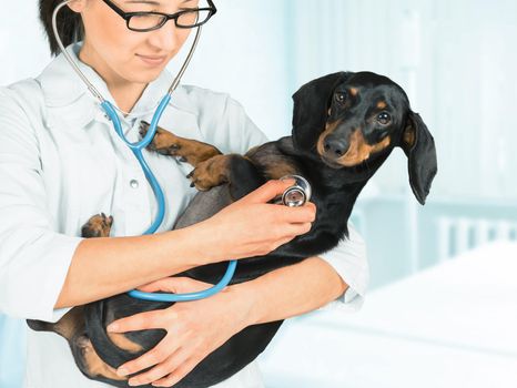 Smiling veterinarian listens dachshund dog by stethoscope in a hospital