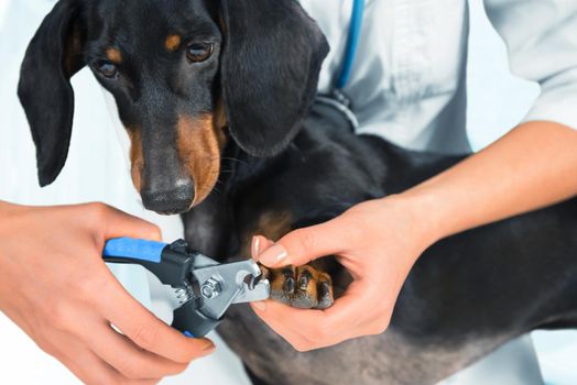 Unrecognizable woman doctor veterinarian is trimming dog dachshund nails