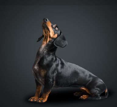 Smooth-haired dachshund dog looks up on black background, space for text