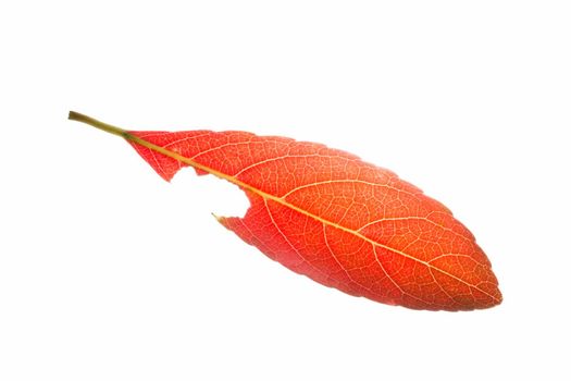 Red leaves on white background