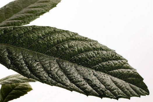 fresh green leaf with water droplets isolated