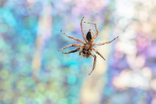 Macro spider colorful background