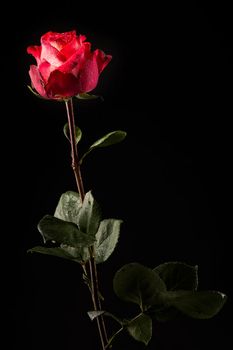 red white rose green leaves with water drops on a dark background.