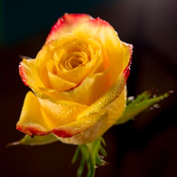 Single bright wet yellow rose with red edges of petals close up, a lot of shiny water droplets on flower and dark background