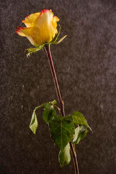 Yellow and red ombre rose on a black background being covered in water drops.