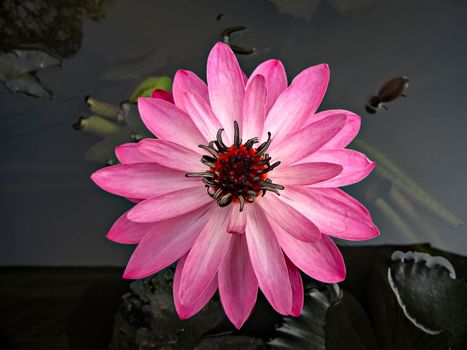 Close up image of a beautiful dark pink lotus flower with leaves in water.