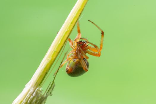 Macro Spider on a green background foliage