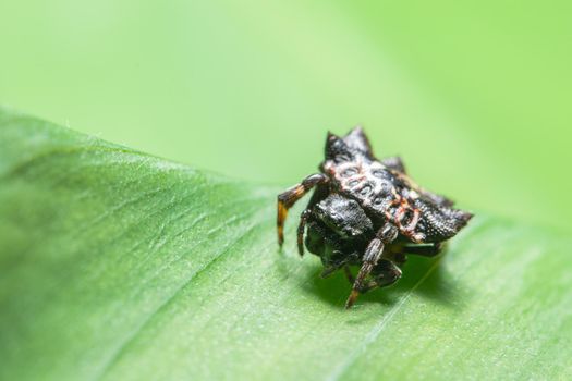 Macro Spider on a green background foliage