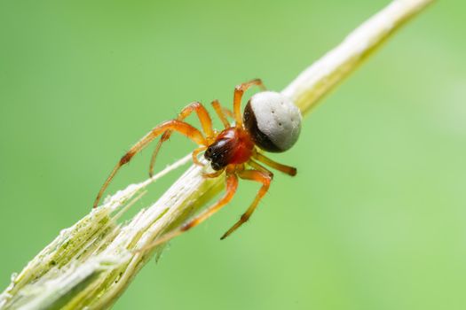 Macro Spider on a green background foliage