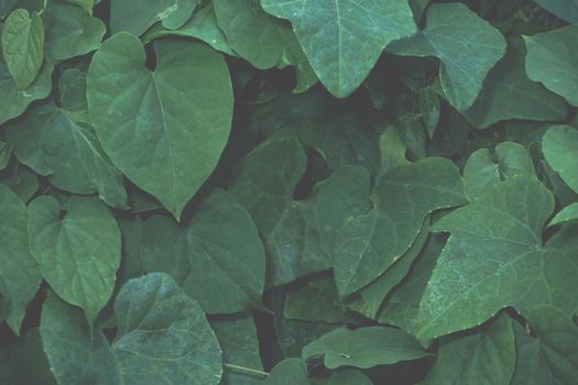 Background macro pattern of green leaves