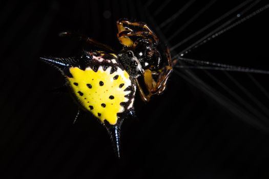 Macro spider in nature