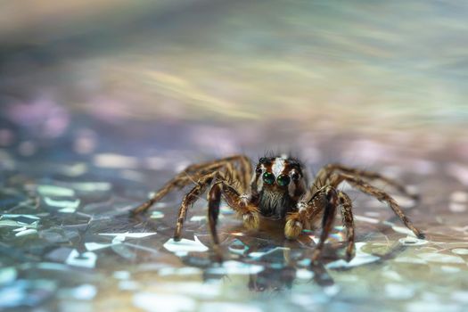 Macro spider colorful background