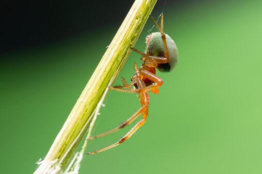 Macro Spider on a green background foliage