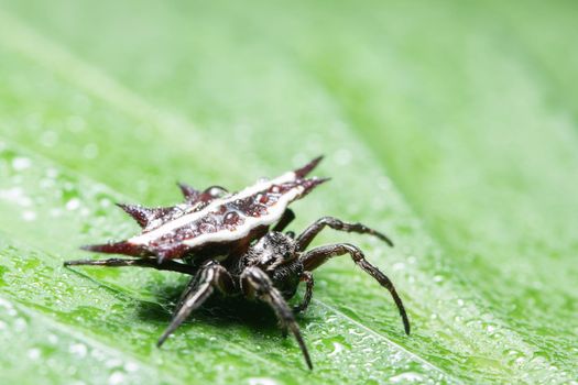 Macro Spider on a green background foliage