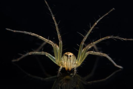 Macro Spider on Black Mirror