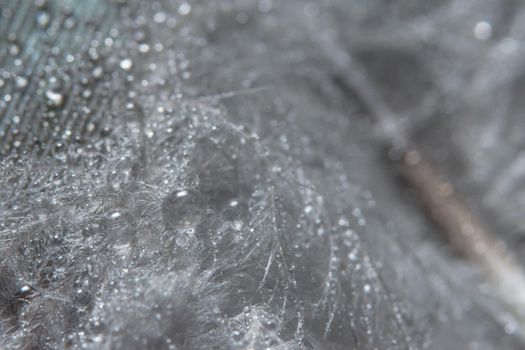 Background macro water drops on feathers