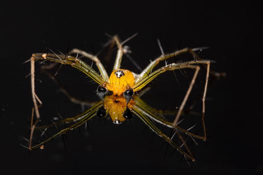 Macro Spider Yellow Background Colorful