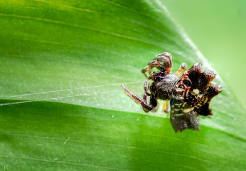 Macro Spider on a green background foliage