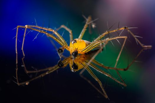 Macro Spider Yellow Background Colorful