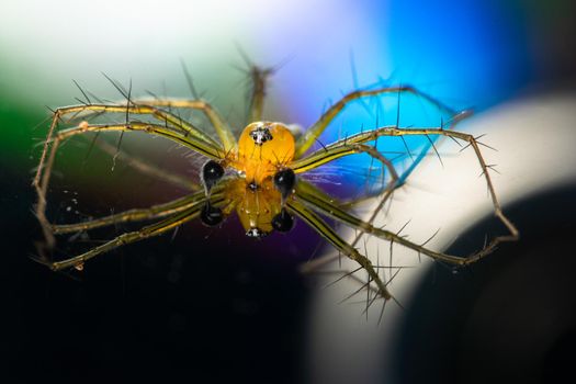 Macro Spider Yellow Background Colorful