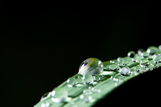 Macro water drops on plant