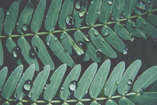 Macro water drops on plant