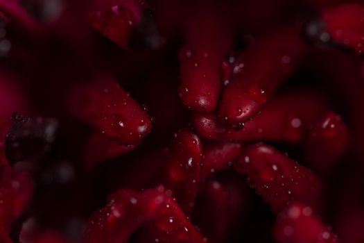 Macro background drops on lotus petals