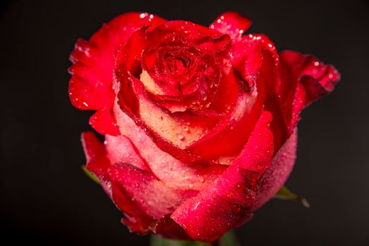 red rose bud with water drops on a dark background.