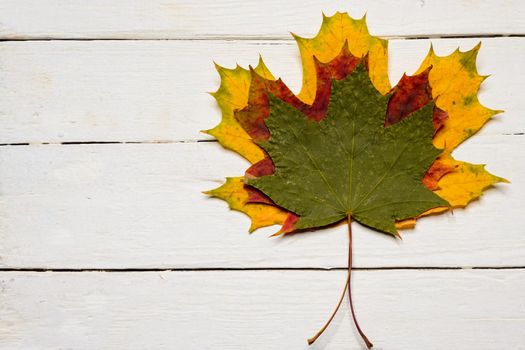 close up of three maple leaves various colors lie on top of each other