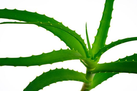 Aloe vera plant isolated on white.- image