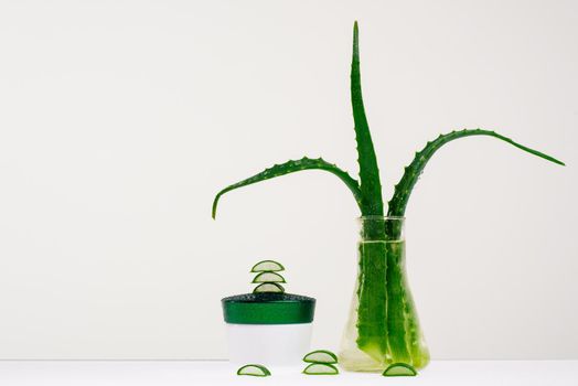 Create a face cream with fresh aloe Vera extract for medical and cosmetic use- Image