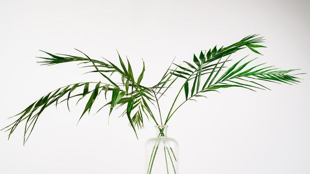 green leaves of a room palm tree in a glass vase with water on a white background - Image