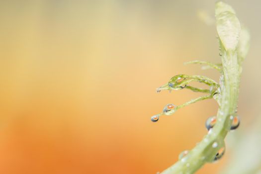 Background macro water droplets on the petals