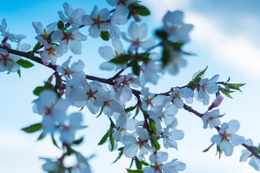 Sakura or cherry blossom flower full bloom in blue sky spring season. - Image