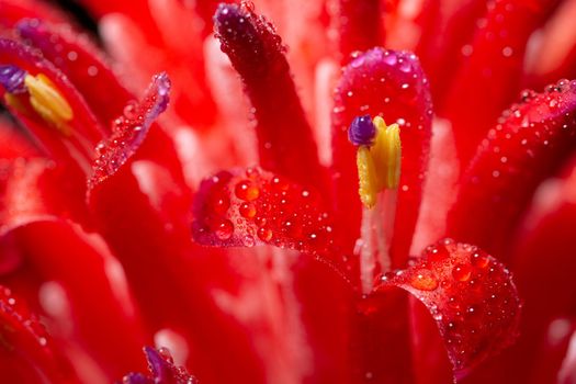 Macro background, water drops on pink flowers