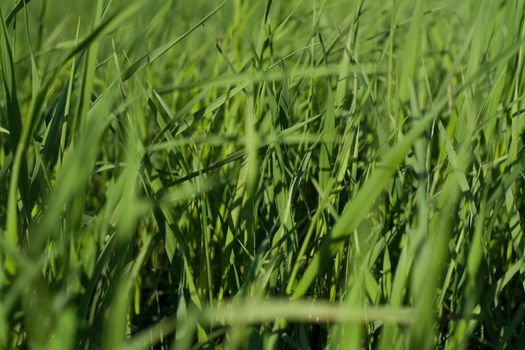 Green grass natural background texture, Lawn for the background - image