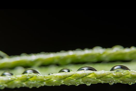 Macro background, water drops on green plants