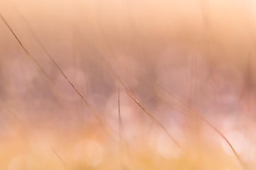 Macro background, water drops on wild flowers