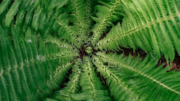Close-up of the central part of a green fern. Top view on the leaves of a relict plant. Floral background -Image