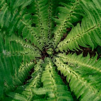 Close-up of the central part of a green fern. Top view on the leaves of a relict plant. Floral background -Image