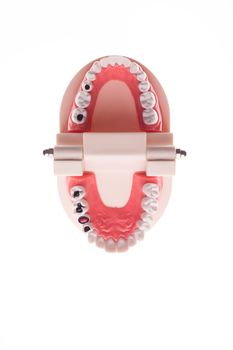 Training dental jaw layout on a white background - image