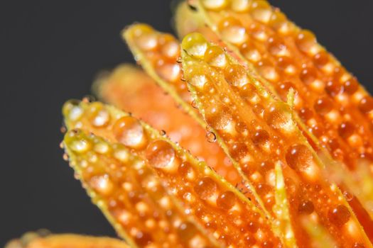 Water drops on orange flower petals