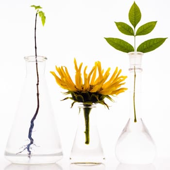 Three laboratory flasks with plants on white background.