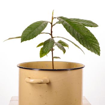 young loquat tree planted in a saucepan on a white background.
