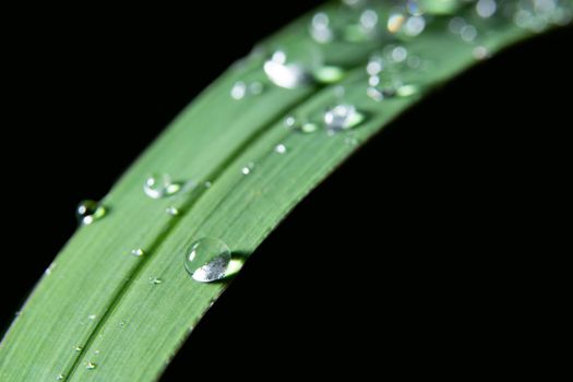 Water drops on leaf