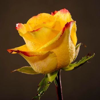 Single bright wet yellow rose with red edges of petals and green leaves close up, a lot of shiny water droplets on flower and dark background