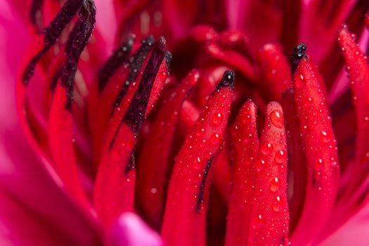 Macro background of water drops on red lotus