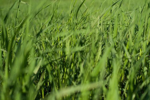 Green grass natural background texture, Lawn for the background - image